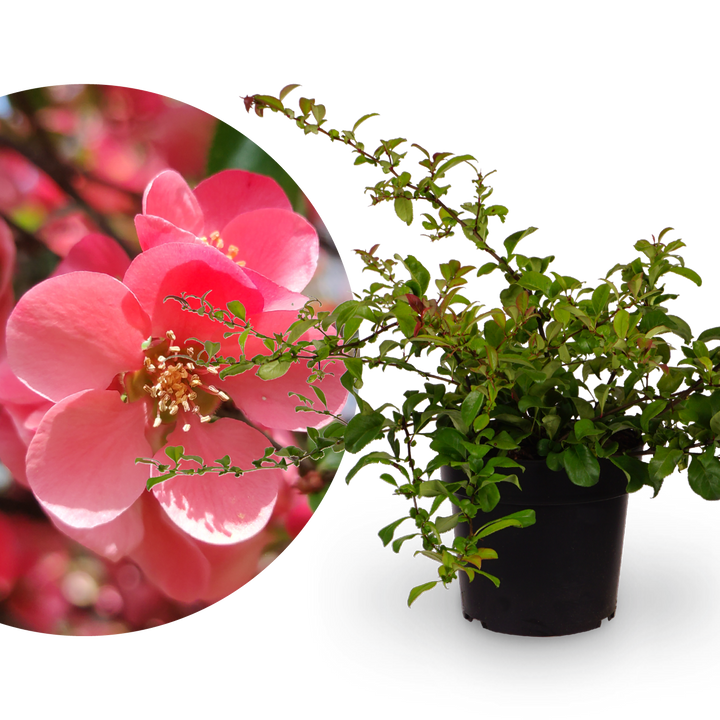 Zierquitte 'Pink Lady'