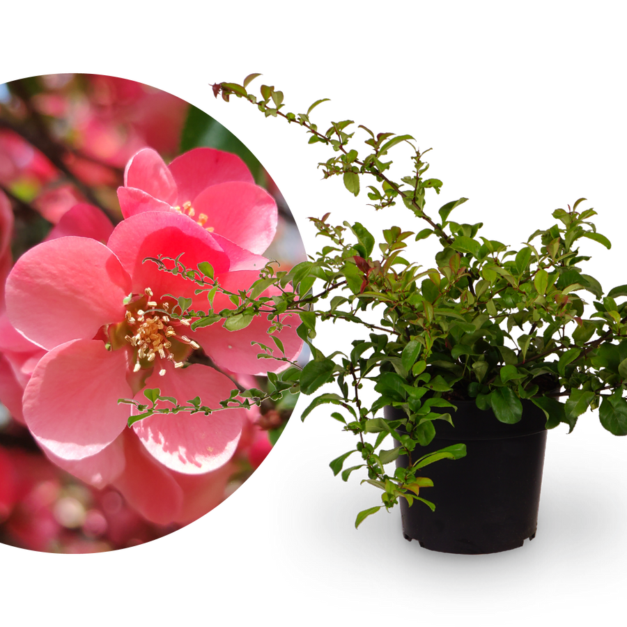 Zierquitte 'Pink Lady'
