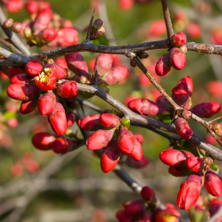 Knospen der Zierquitte 'Pink Lady'