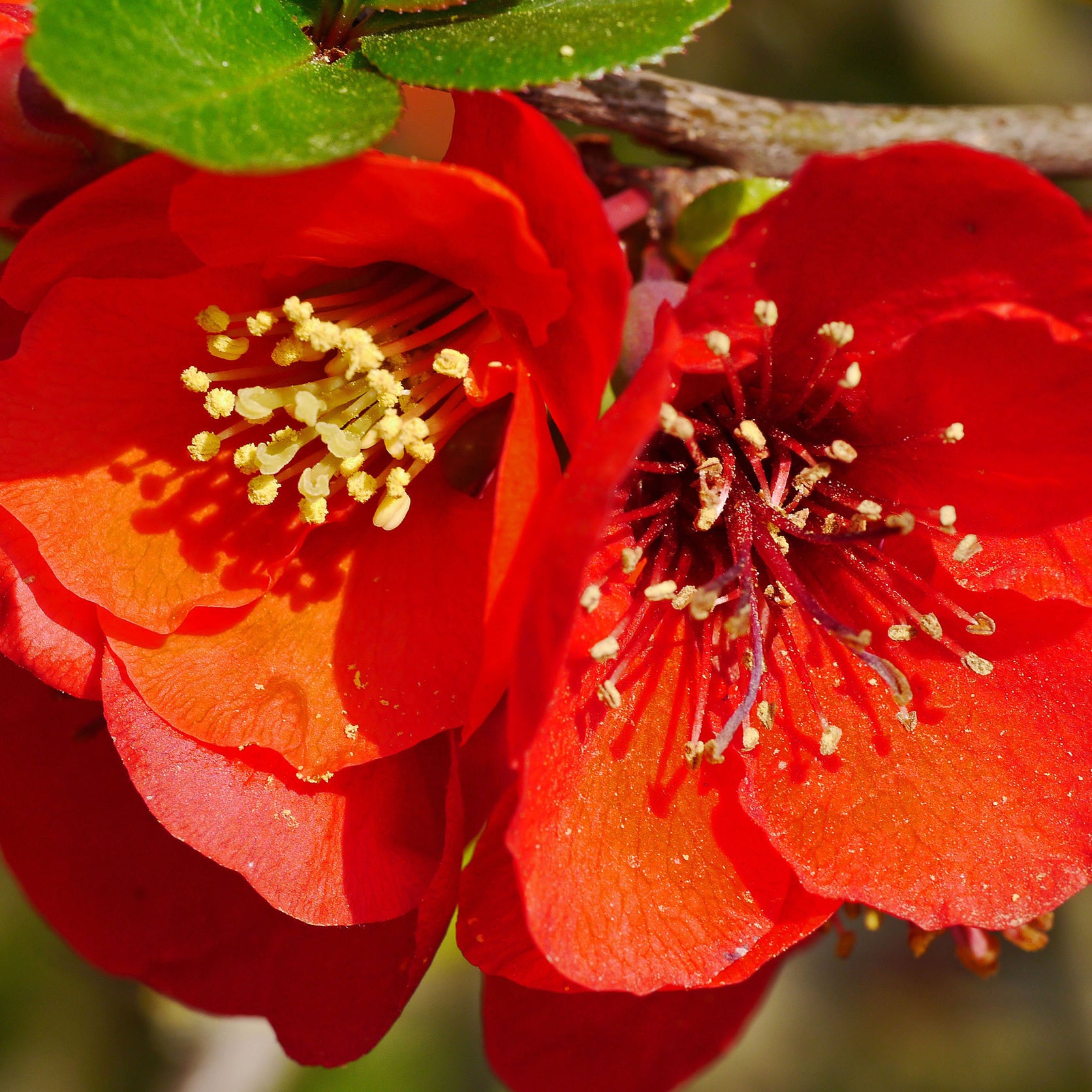 Blüte der Zierquitte 'Red Joy'