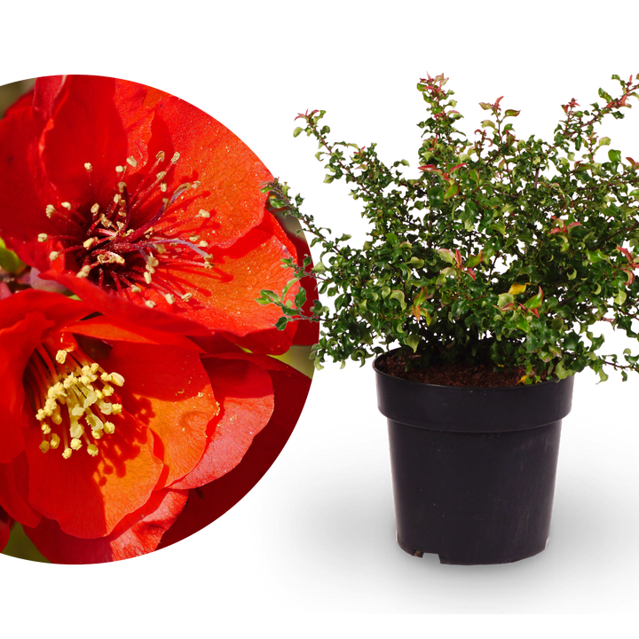 Zierquitte 'Red Joy'