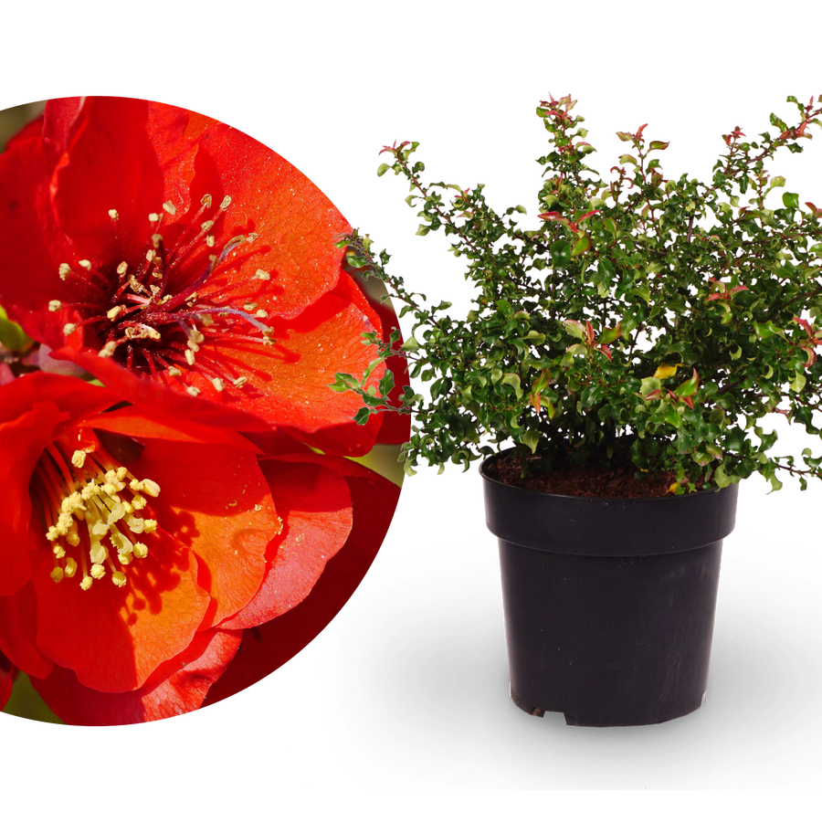 Zierquitte 'Red Joy'