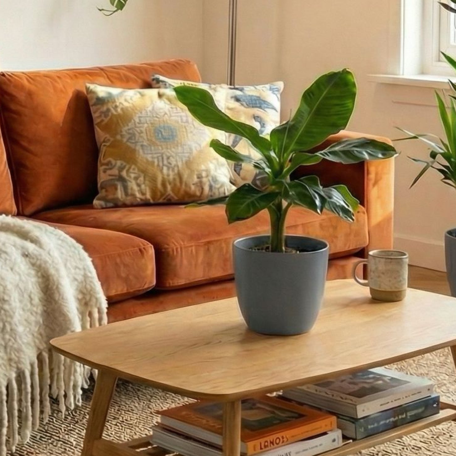 Zimmerpflanze mit Eco-Mineral Übertopf im Wohnzimmer