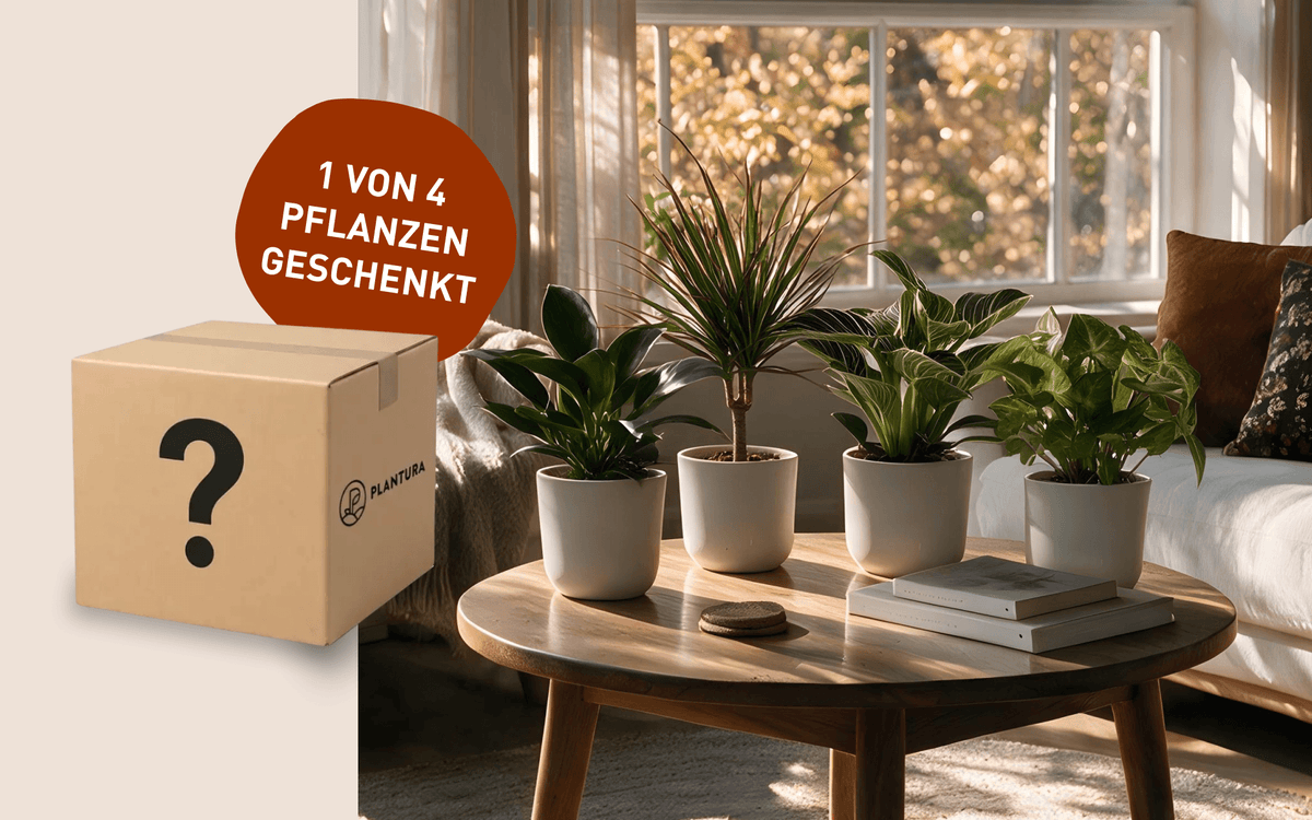 Versandkiste mit Fragezeichen darauf, vier unterschiedlichen Zimmerpflanzen auf einem Couchtisch