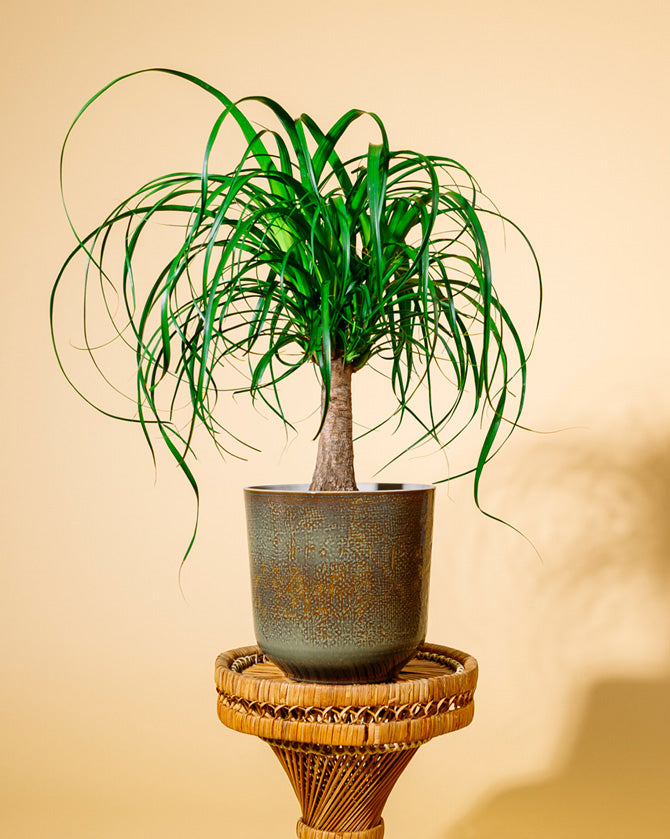 Elefantenfuß (Beaucarnea recurvata) kaufen