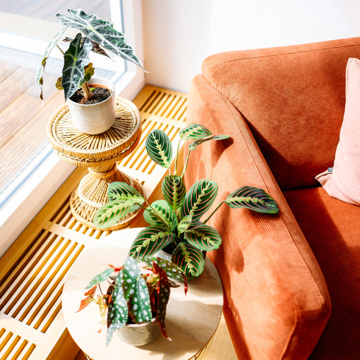 Zimmerpflanzen mit bunten Blättern im Wohnzimmer