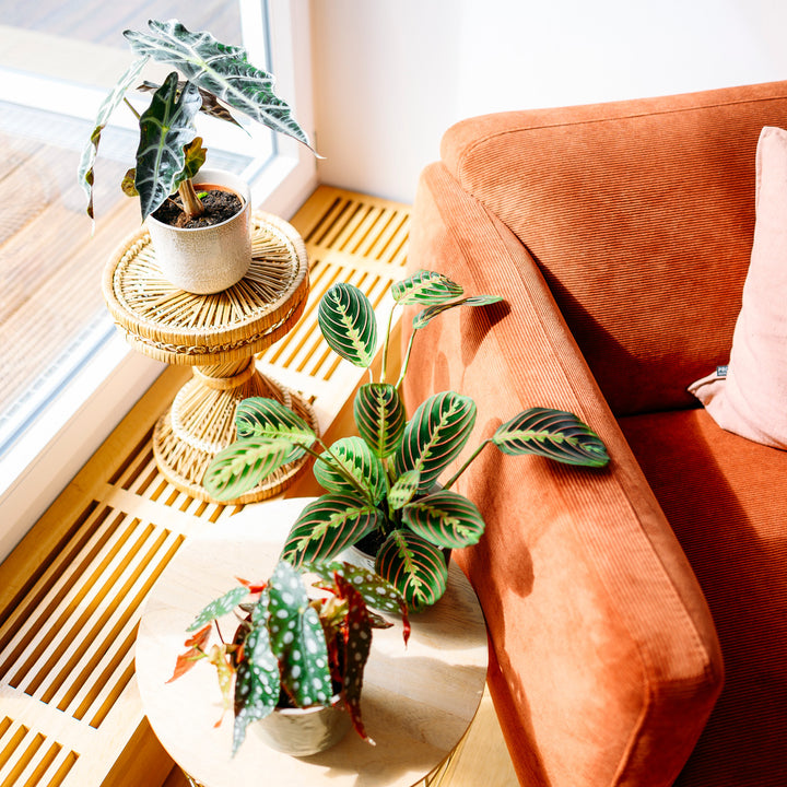 Zimmerpflanzen mit bunten Blättern im Wohnzimmer
