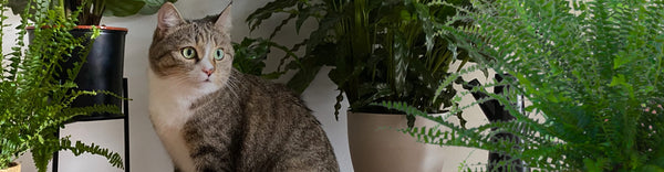 Katzenabwehr für den Garten – so verscheuchst du Katzen - Jawina
