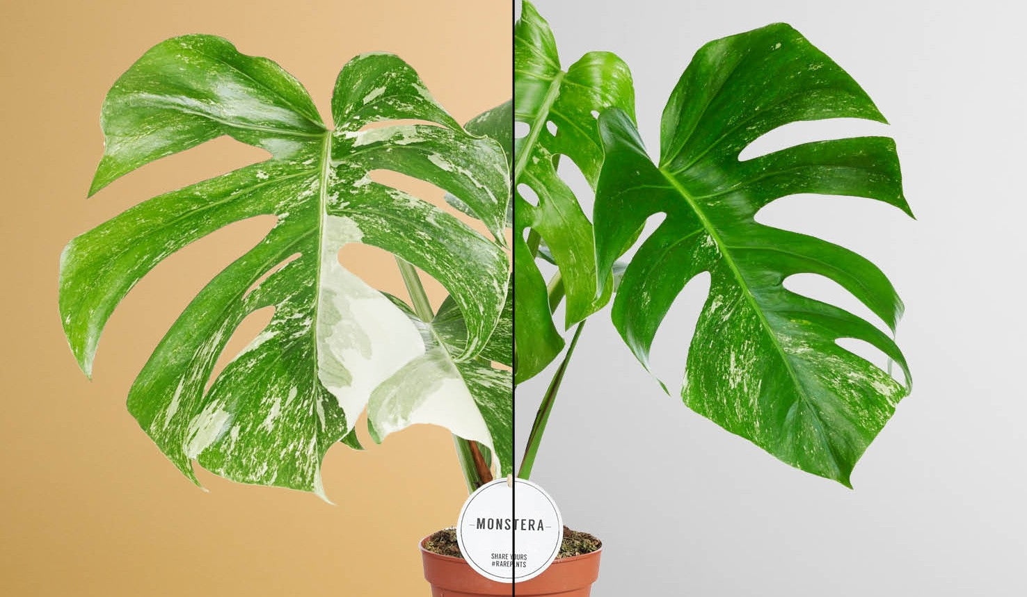 Panaschierte Monstera in verschiedenen Qualitätsstufen