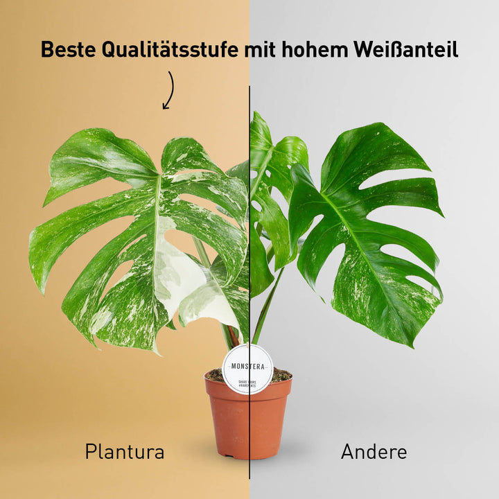 Panaschierte Monstera mit hohem Weißanteil