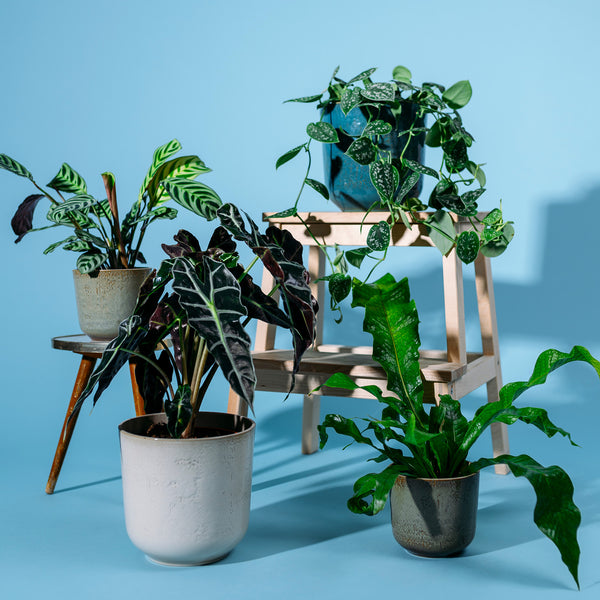 Zimmerpflanzen-Set mit bunten Blättern
