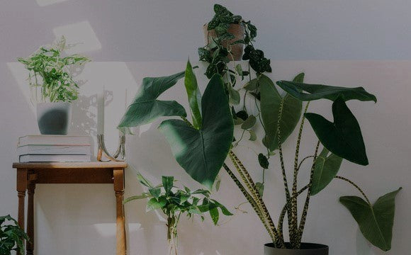 Zimmerpflanzen-Set
