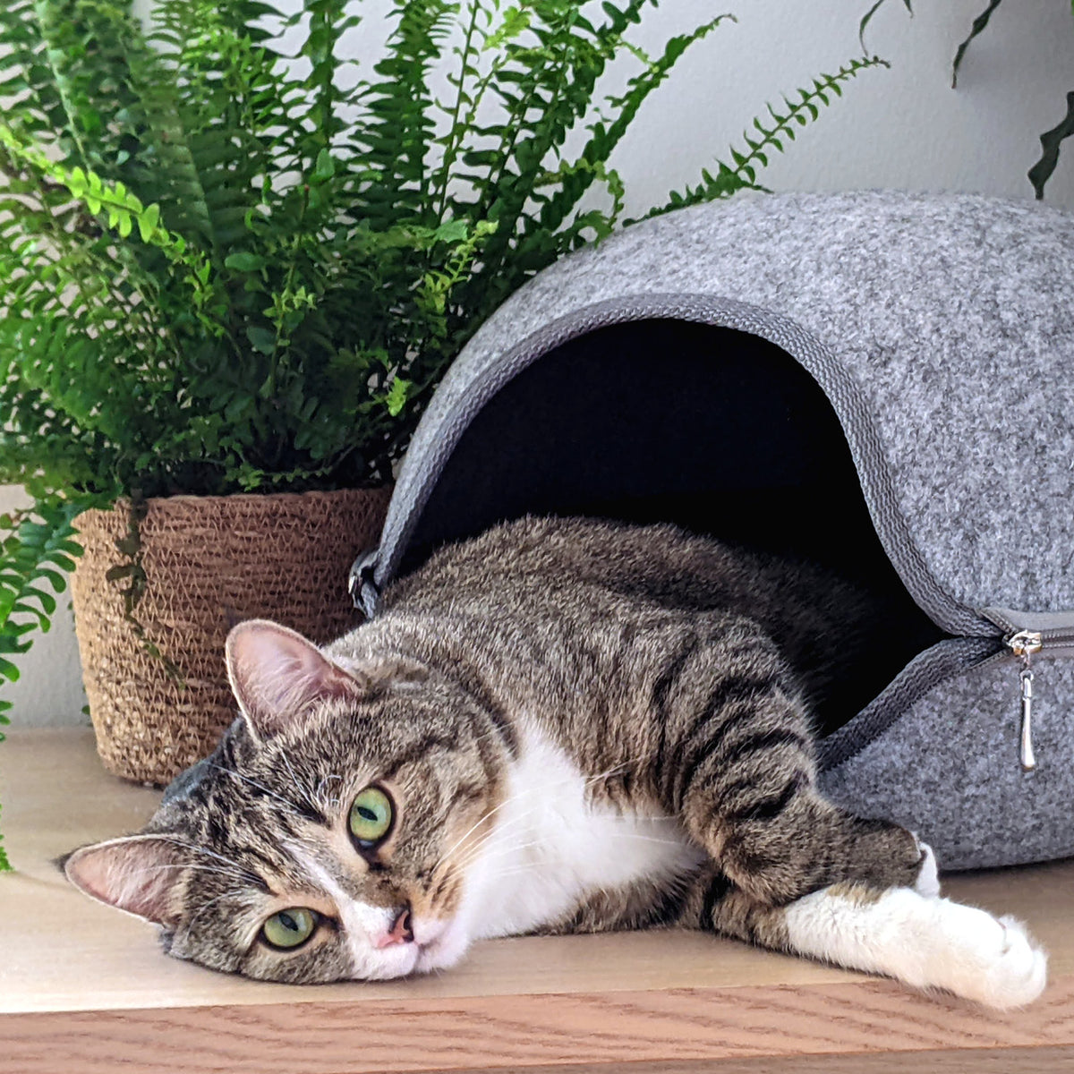 Katze mit ungiftigen Zimmerpflanzen