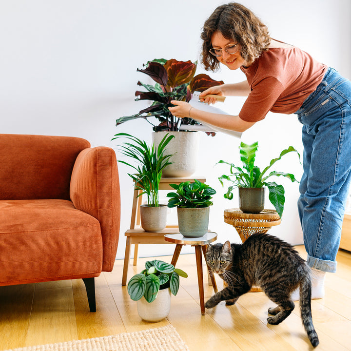 Ungiftige Zimmerpflanzen für Hunde und Katzen