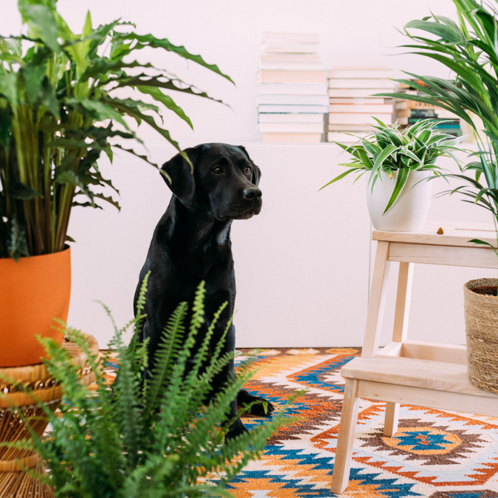 Ungiftige Zimmerpflanzen mit Hund