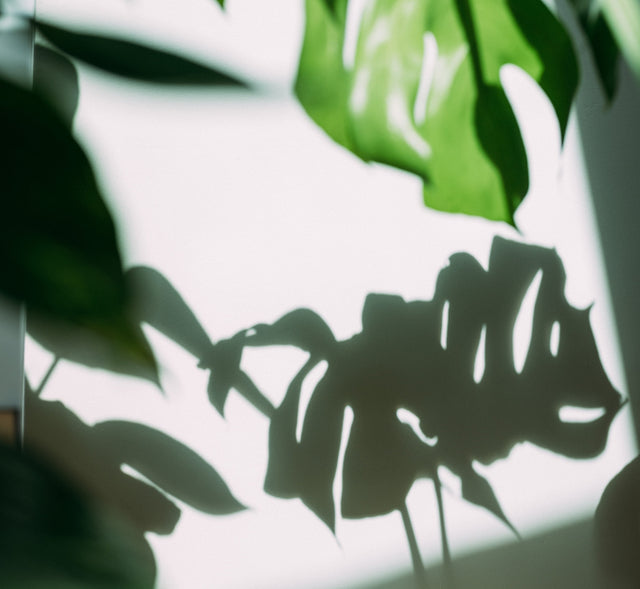 Schatten eines Monsterablatts