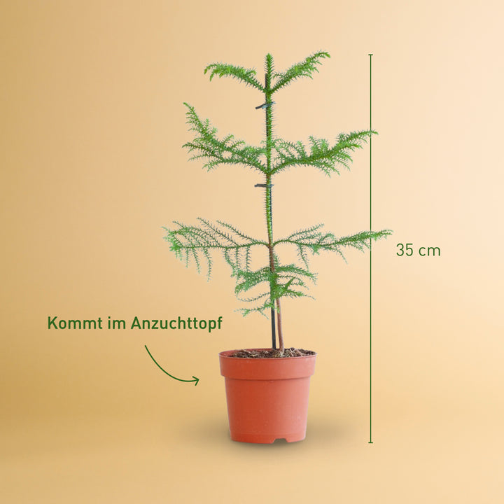 zimmertanne dünger Zimmertanne (Araucaria heterophylla) kaufen