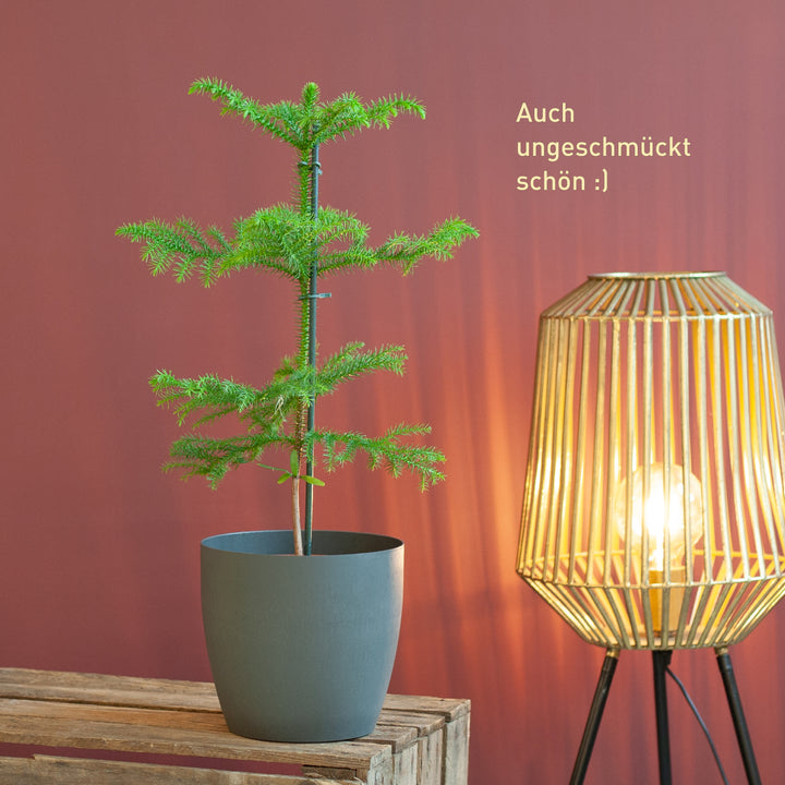Zimmertanne (Araucaria heterophylla) kaufen - Plantura Shop