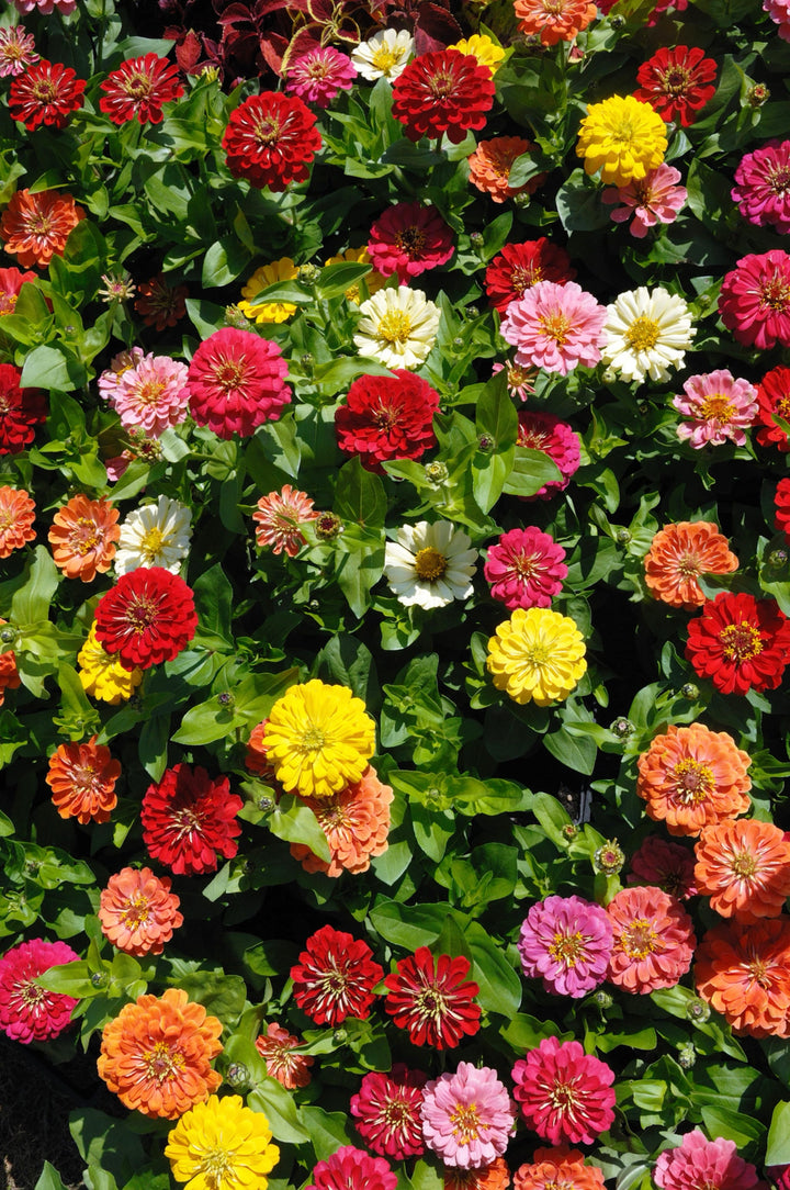 Zinnia elegans 'Kalifornische Riesen'