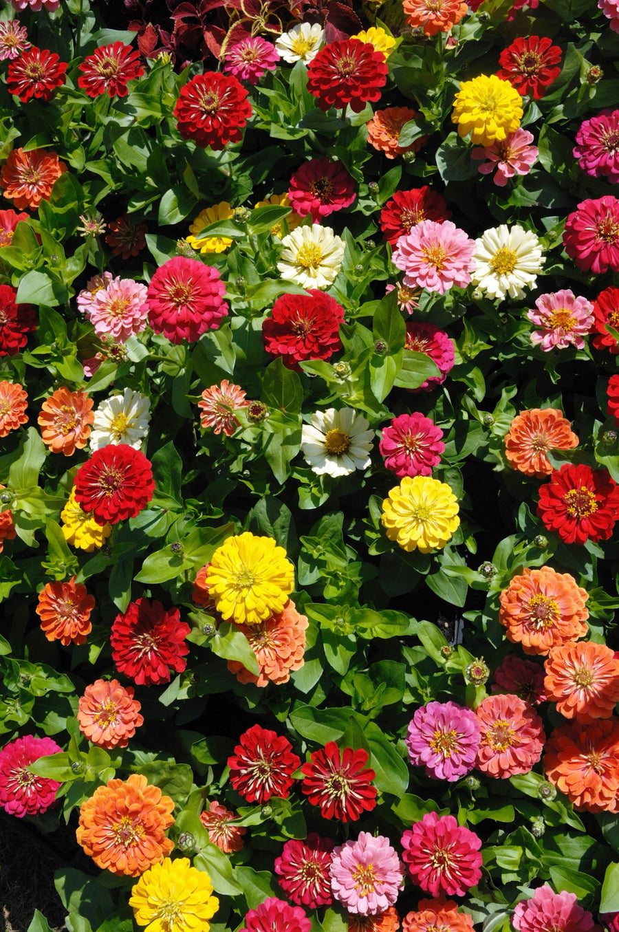 Zinnia elegans 'Kalifornische Riesen'