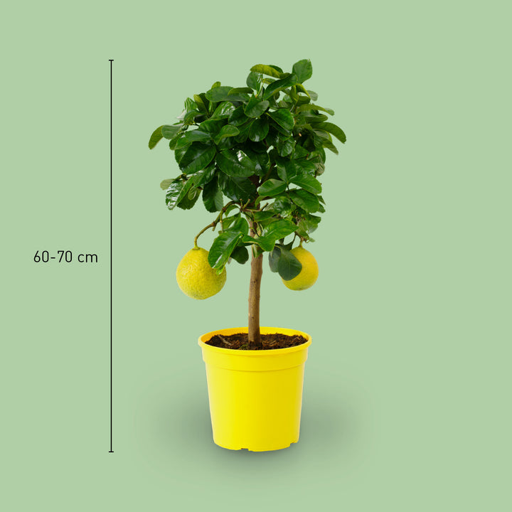 Größe der Zitronat-Zitrone LEMON TIME®