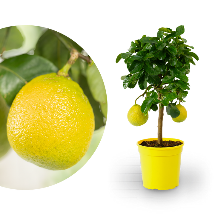 Zitronat-Zitrone LEMON TIME®