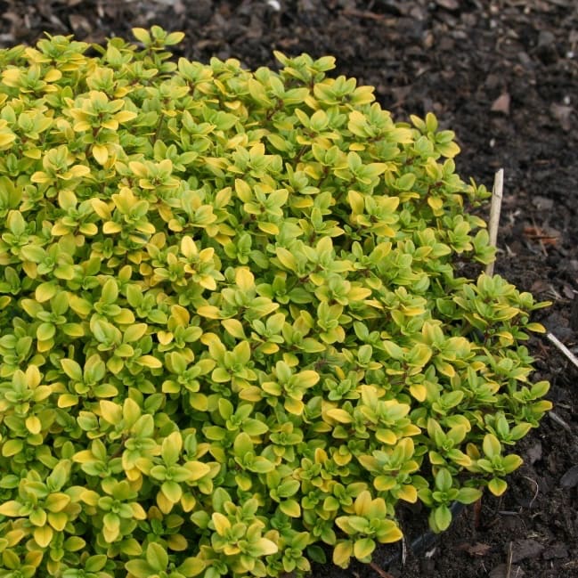 Zitronen-Thymian 'E.B.Anderson' Lila