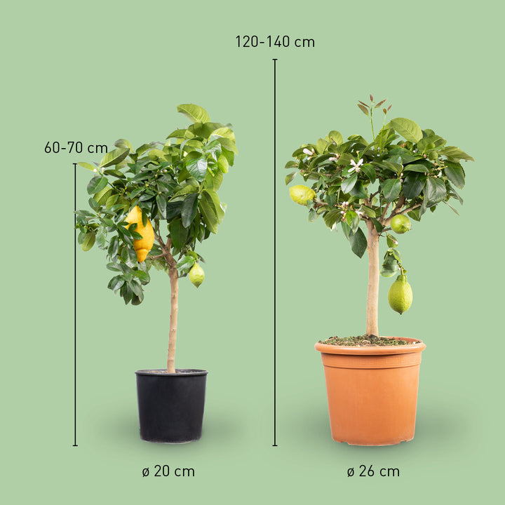 Größe des Zitronenbaums als Hochstamm