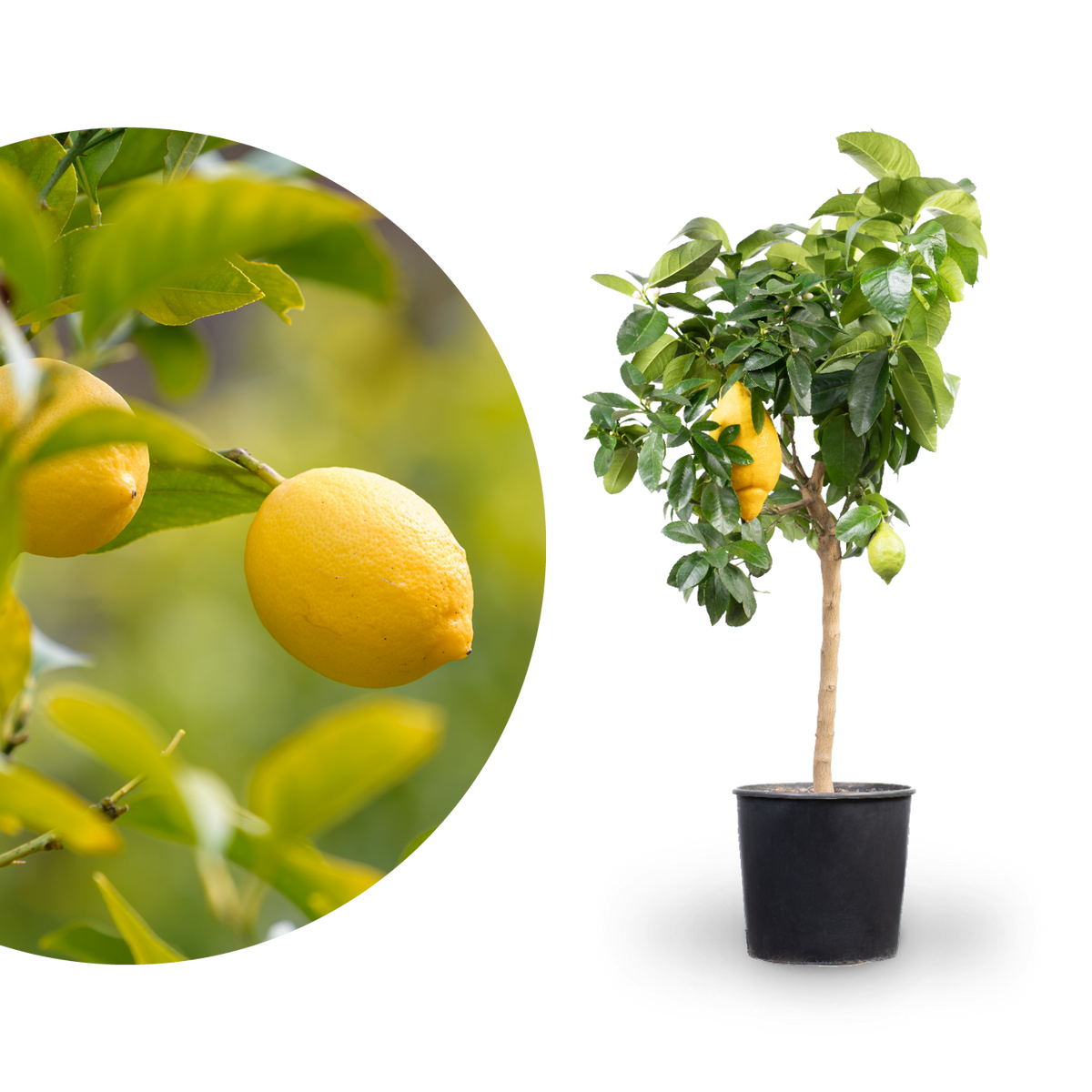 Zitronenbaum Hochstamm