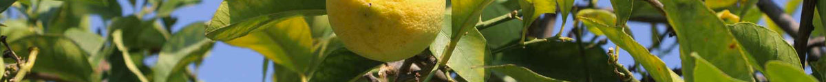 Zitronenbaum
