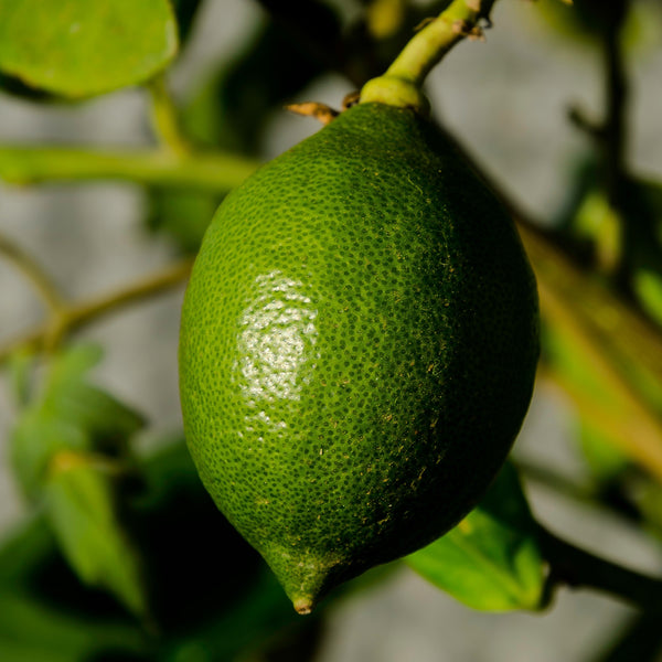 Grüne Frucht des Zitronenbaums als Pyramide