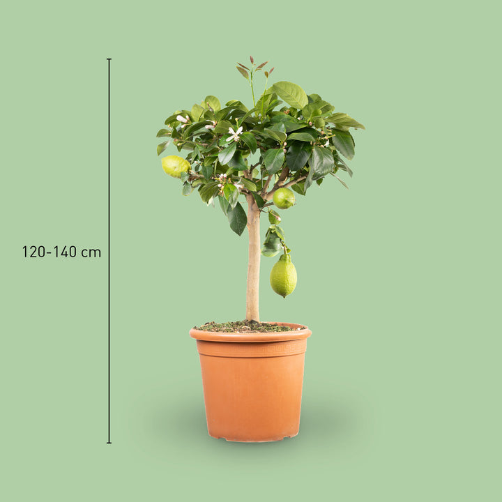 Größe des XXL-Zitronenbaums