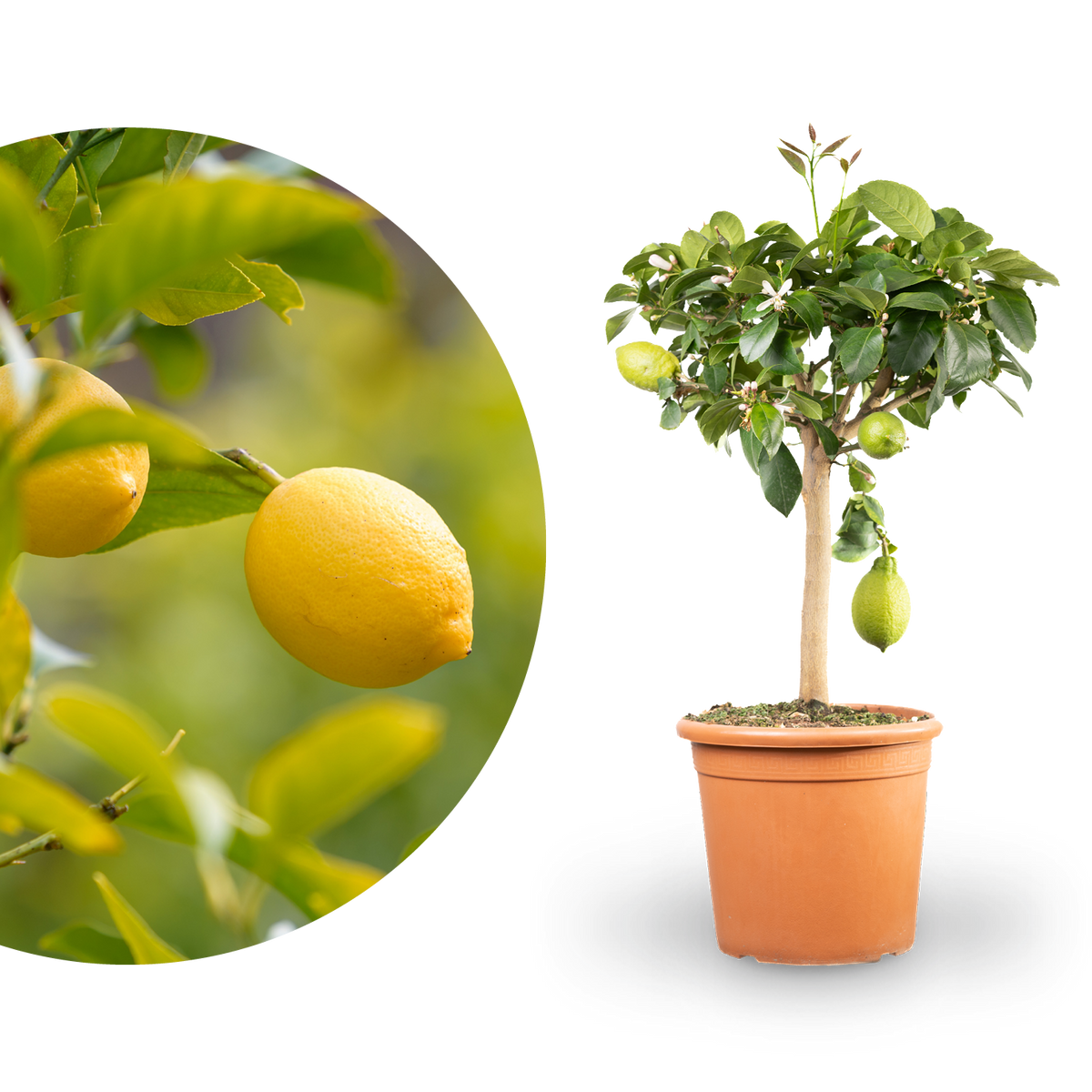 Zitronenbaum XXL-Größe