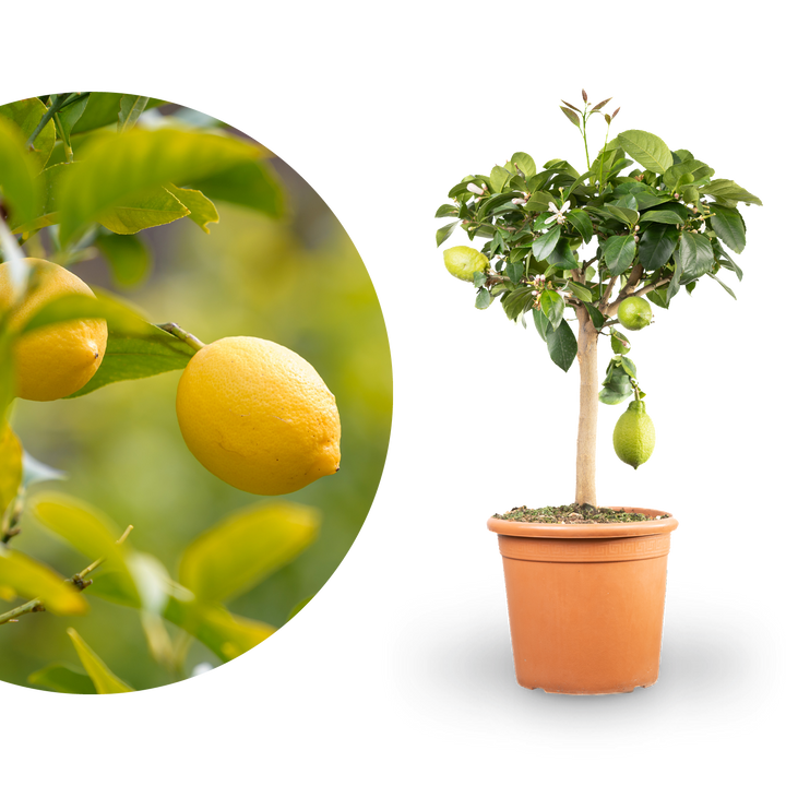 Zitronenbaum XXL-Größe