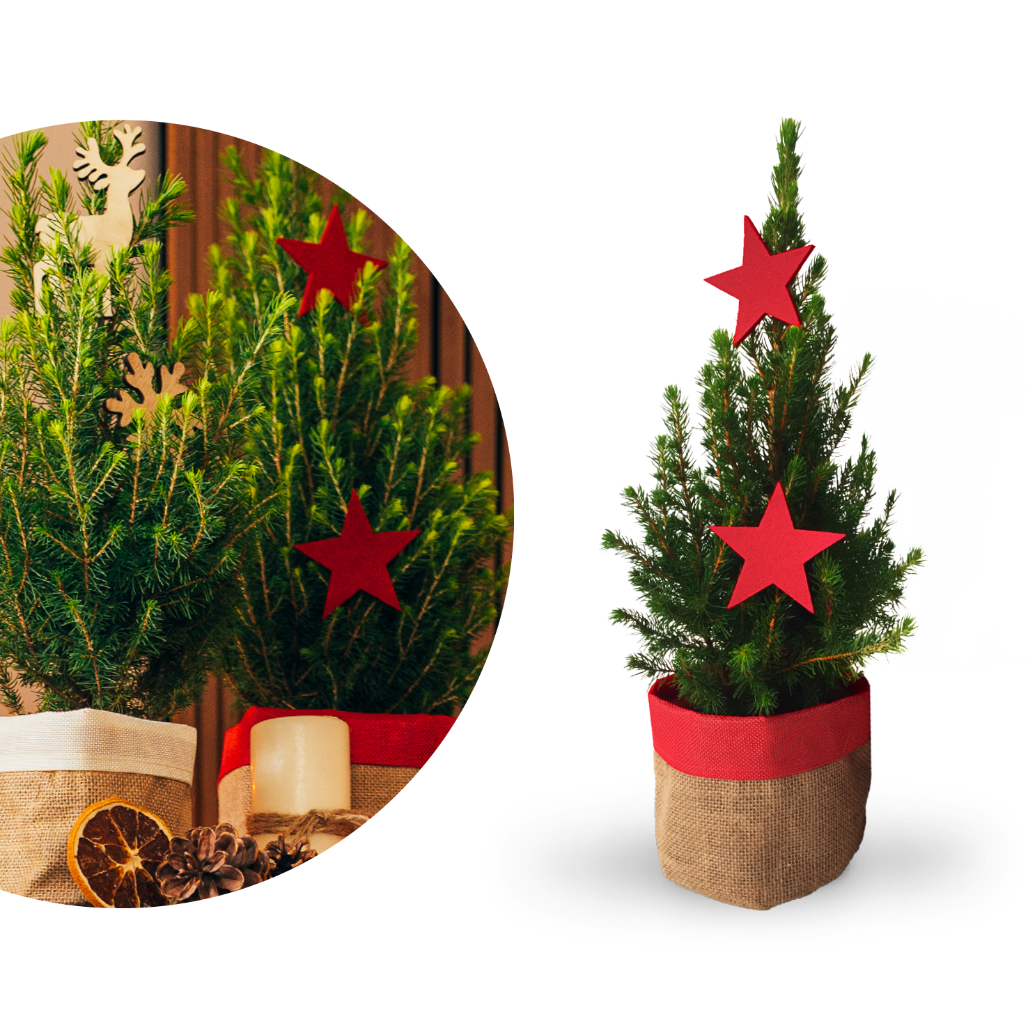 Frau schmückt Zuckerhut-Fichte 'Conica' weihnachtlich