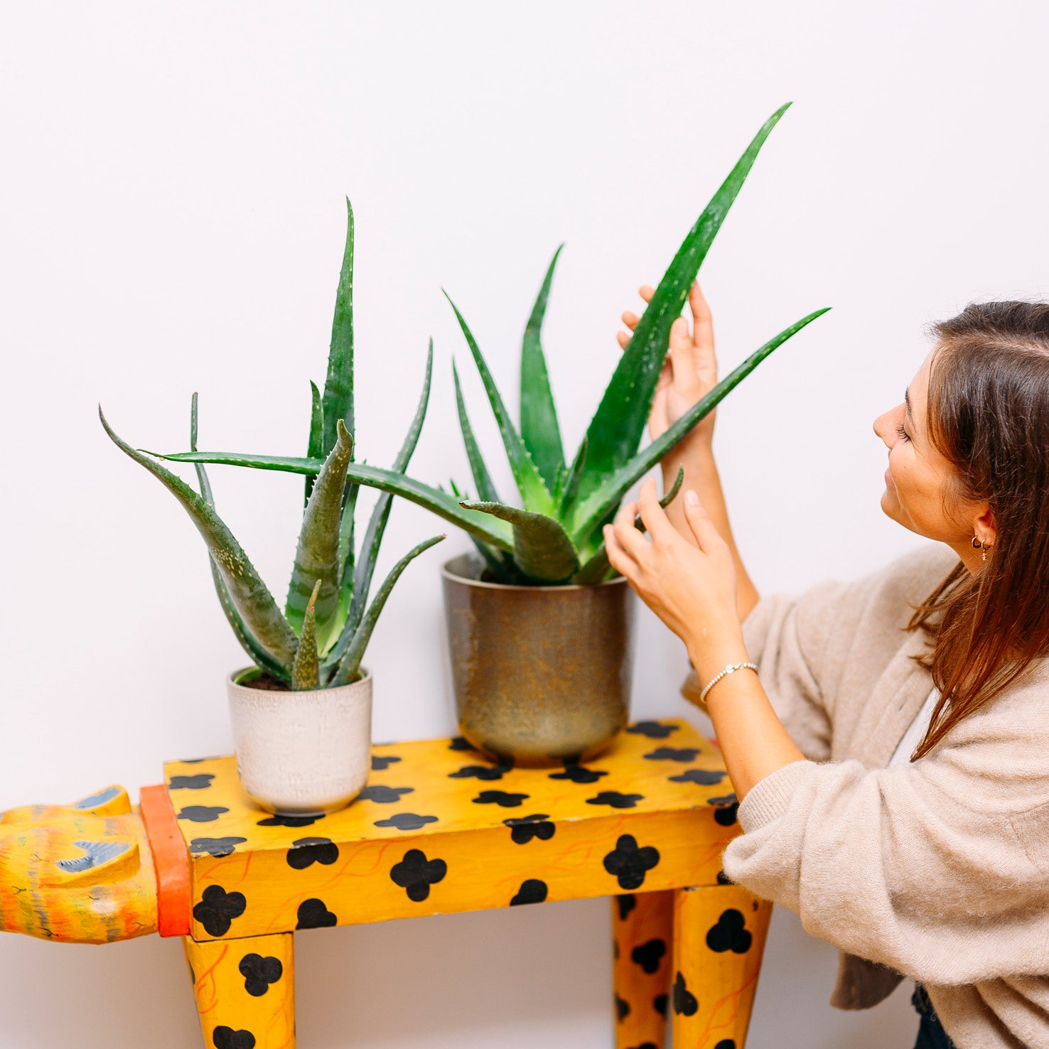 Aloe vera (Echte Aloe) kaufen