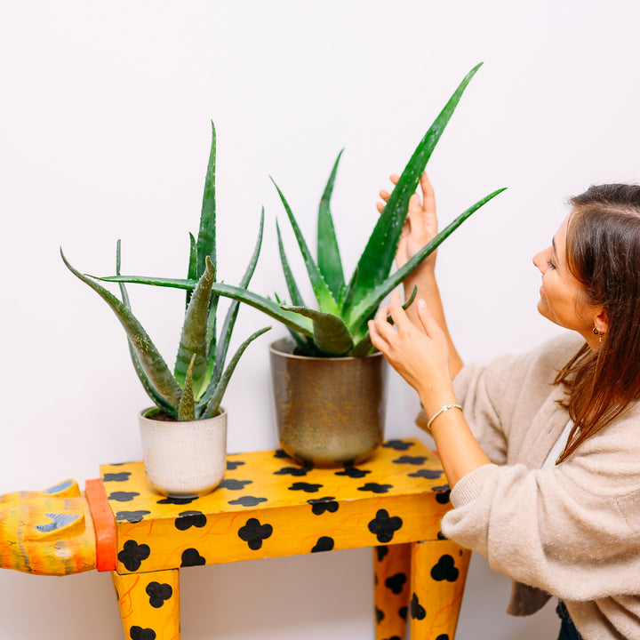 Frau mit zwei Aloe veras im Wohnzimmer