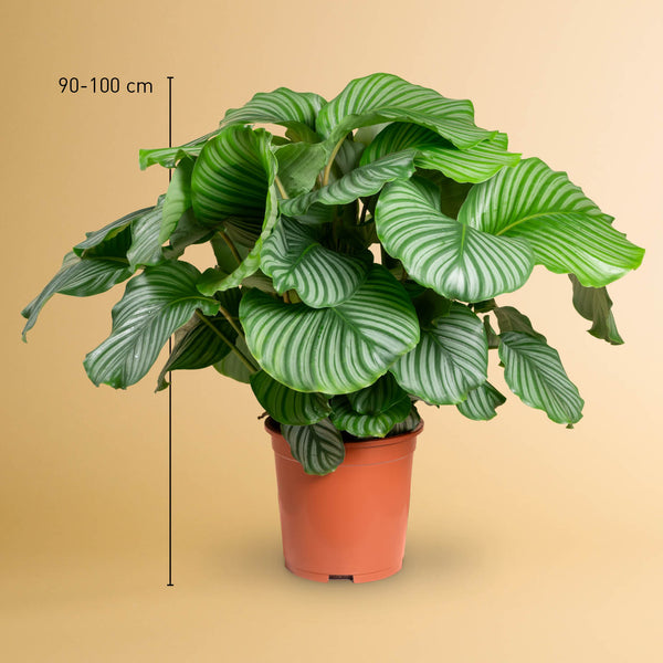 Zwei Calathea orbifolia XXL im Übertopf