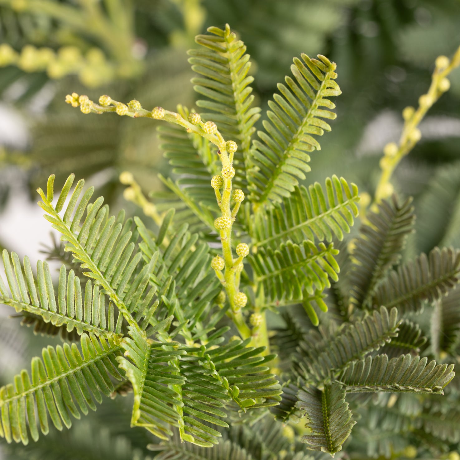Knopsen und Zweige einer Gelben Mimose 'Gaulois'