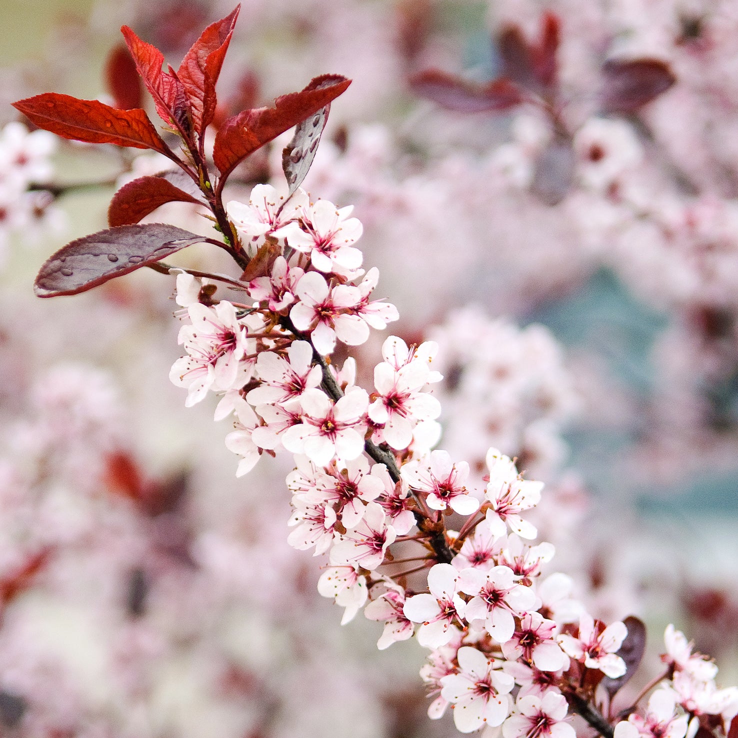 Blüte der Zwerg-Blutpflaume