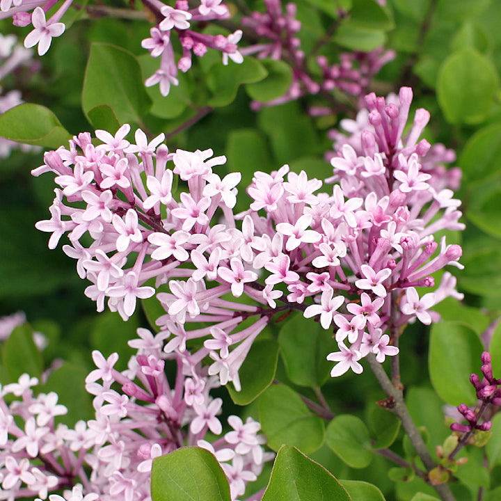 Blüte des Zwerg-Duftflieders 'Palibin'