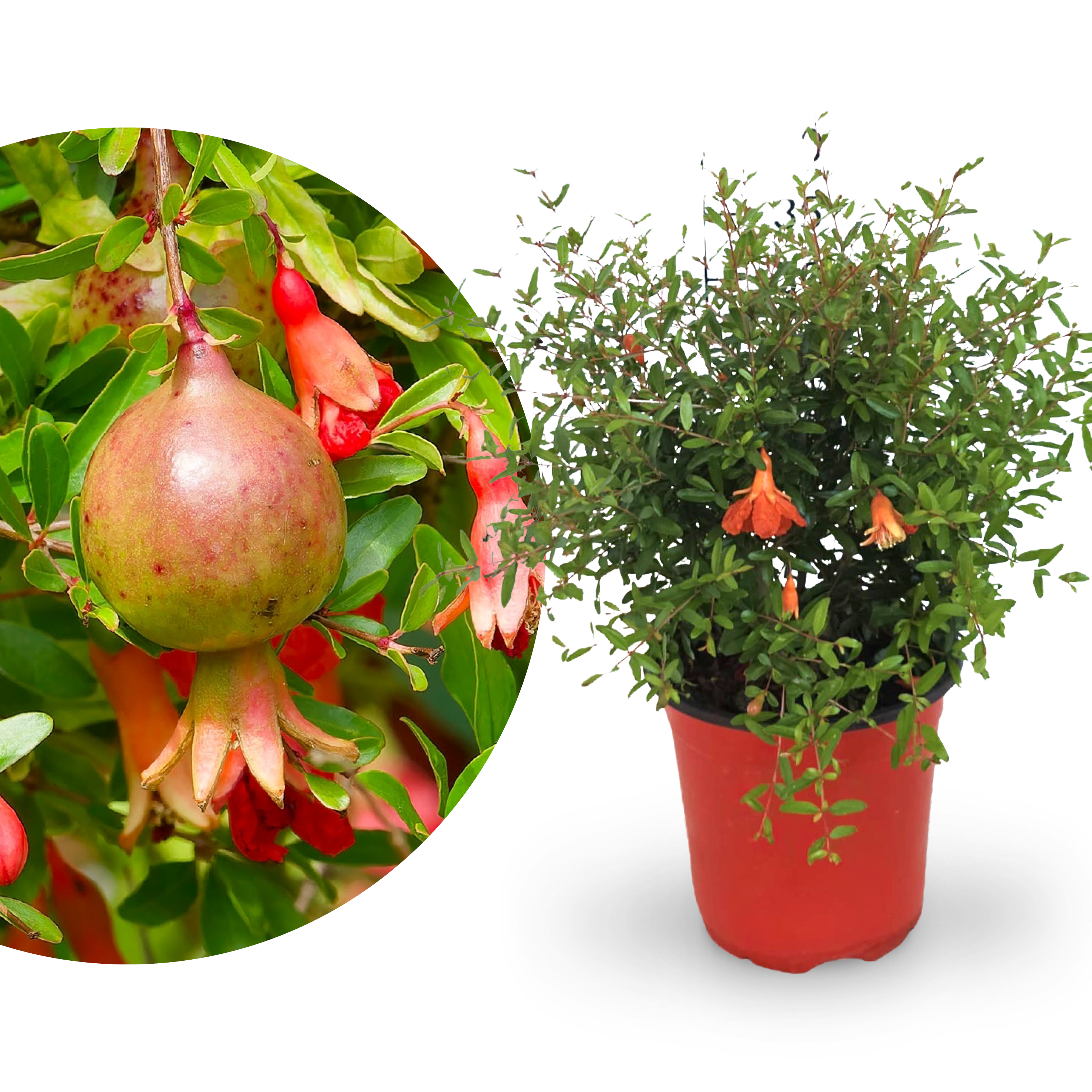 Zwerg-Granatapfelbaum 'Nana' kaufen