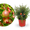 Zwerg-Granatapfel 'Nana'