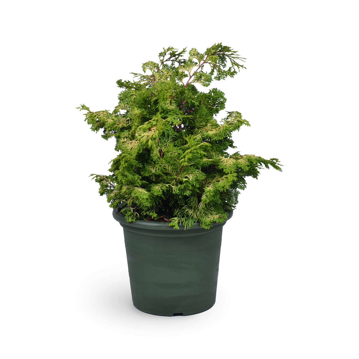 Zwerg-Hinoki-Zypresse 'Rashahiba' - Outdoor Konifere