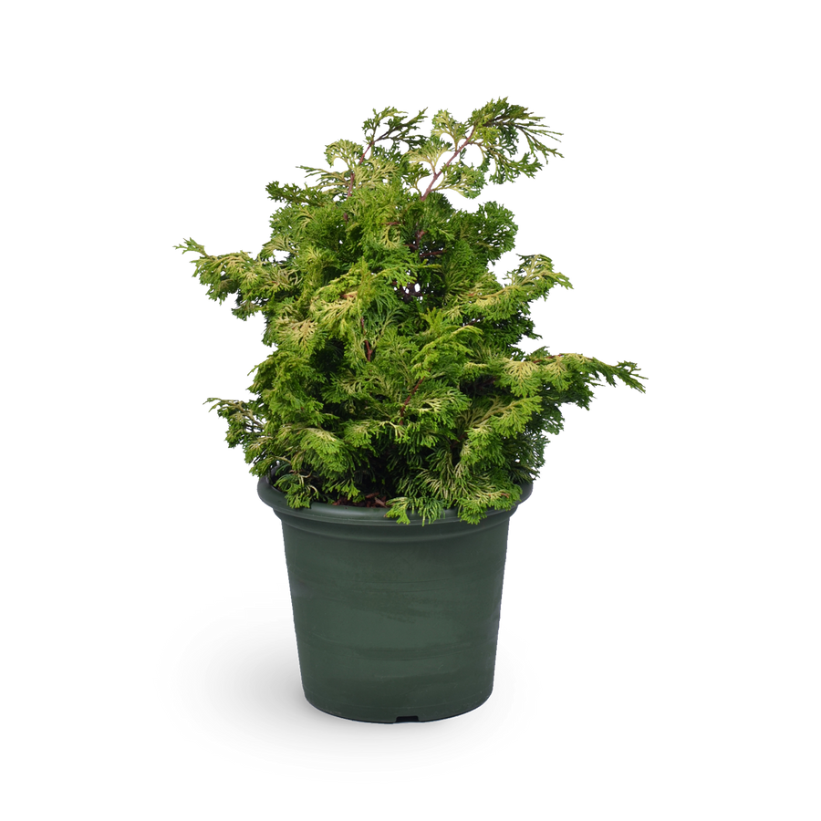 Zwerg-Hinoki-Zypresse 'Rashahiba' - Outdoor Konifere