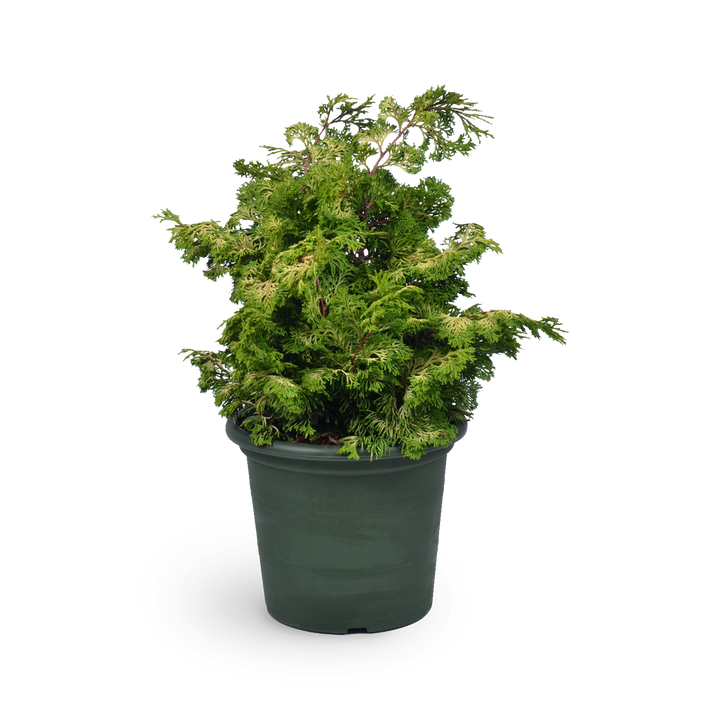 Zwerg-Hinoki-Zypresse 'Rashahiba' - Outdoor Konifere