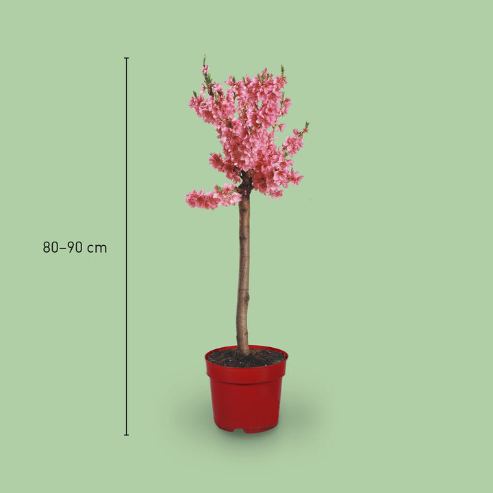 Größe der Zwerg-Nektarine 'Nectapersica'