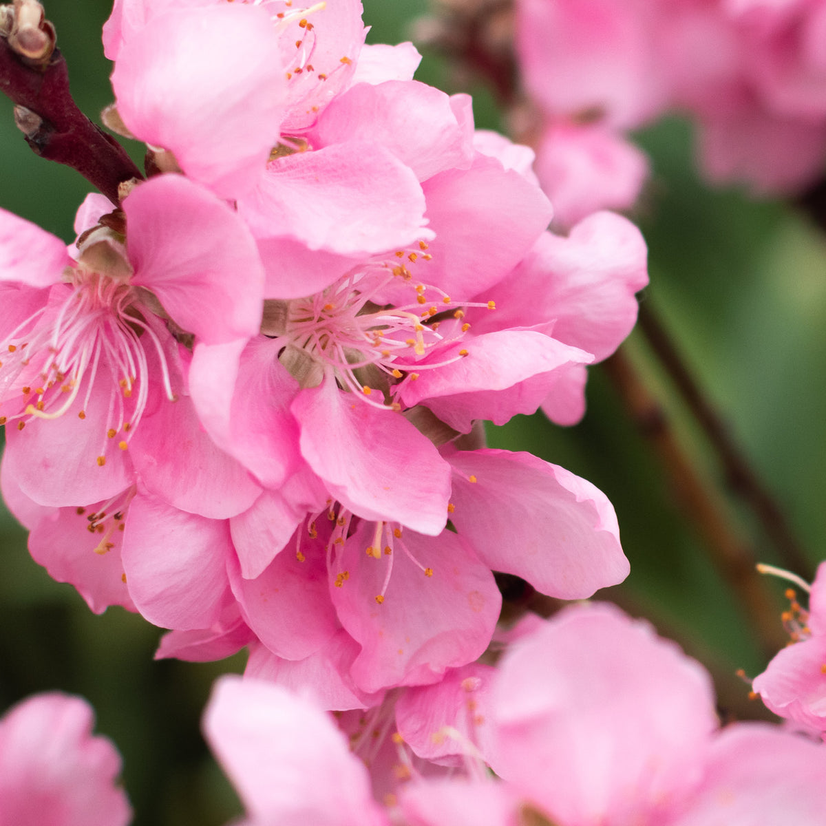 Blüte der Zwerg-Nektarine 'Nectarella'