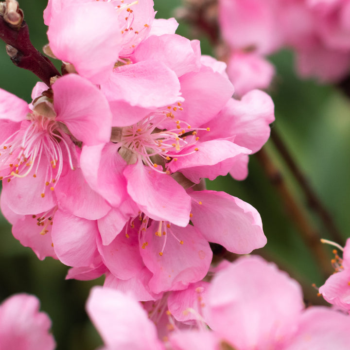 Blüte der Zwerg-Nektarine 'Nectarella'