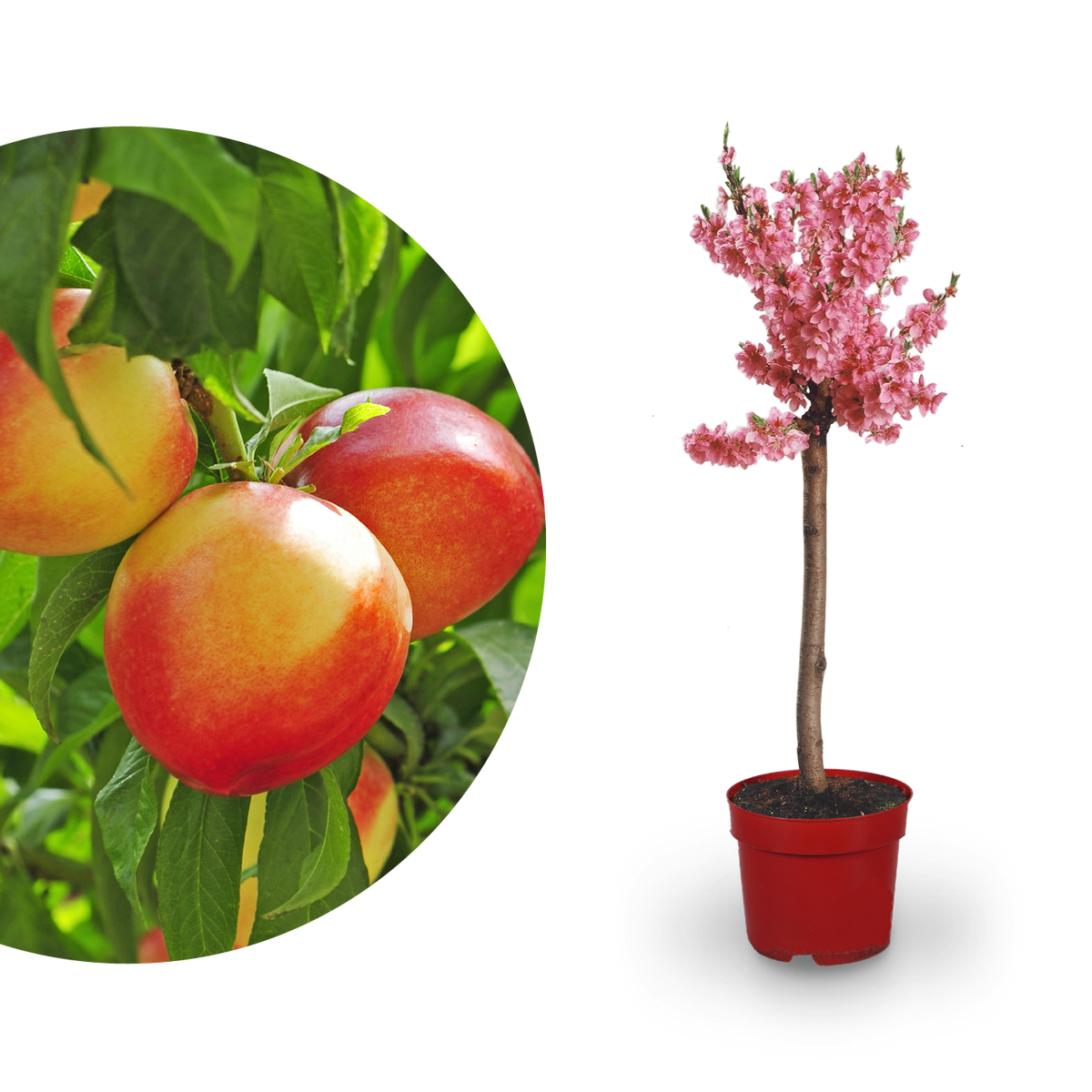 Bio-Zwerg-Nektarine 'Nectarella'